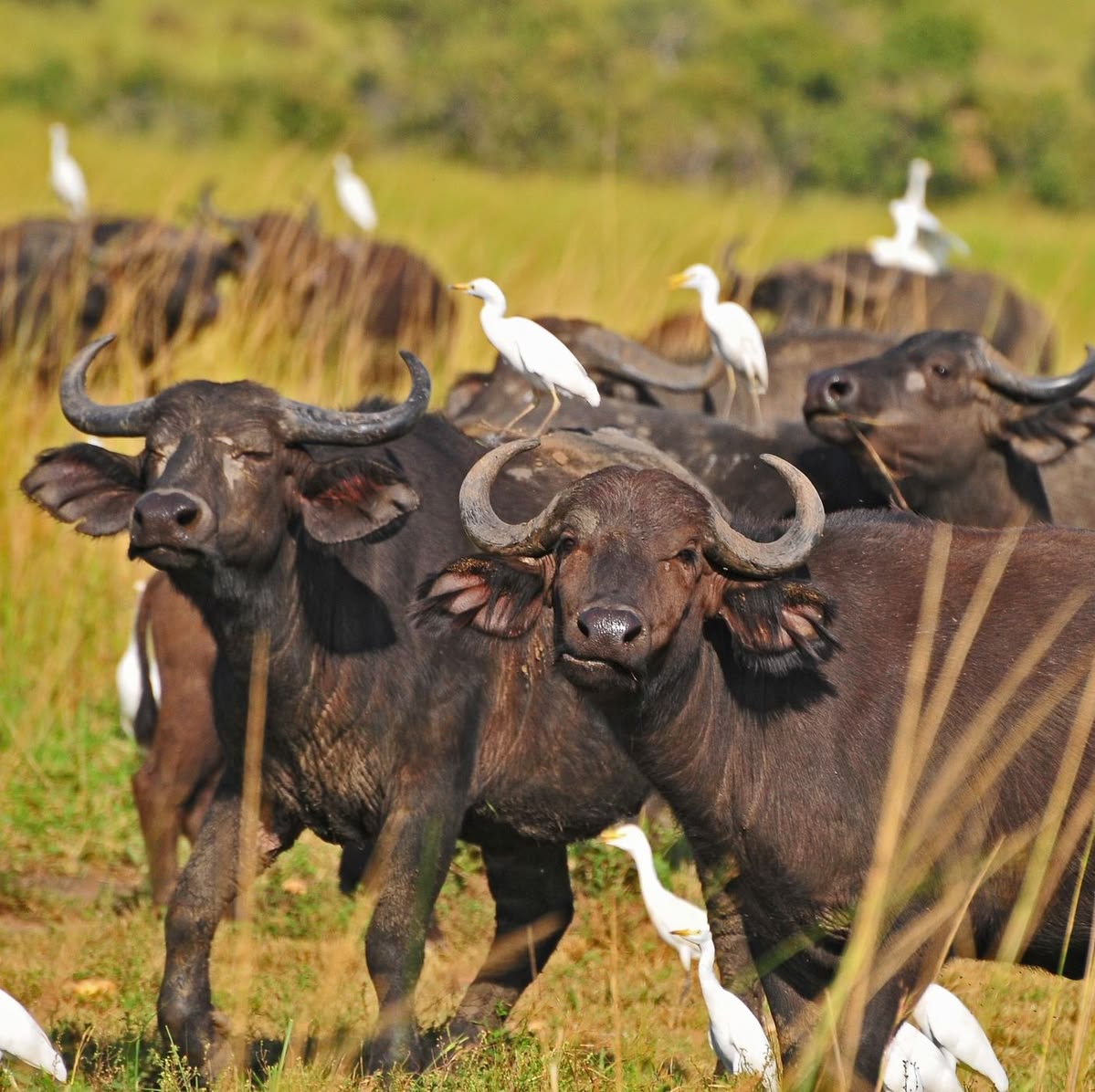 Buffalo herd with cattle egrets aboard near the Seronera camp