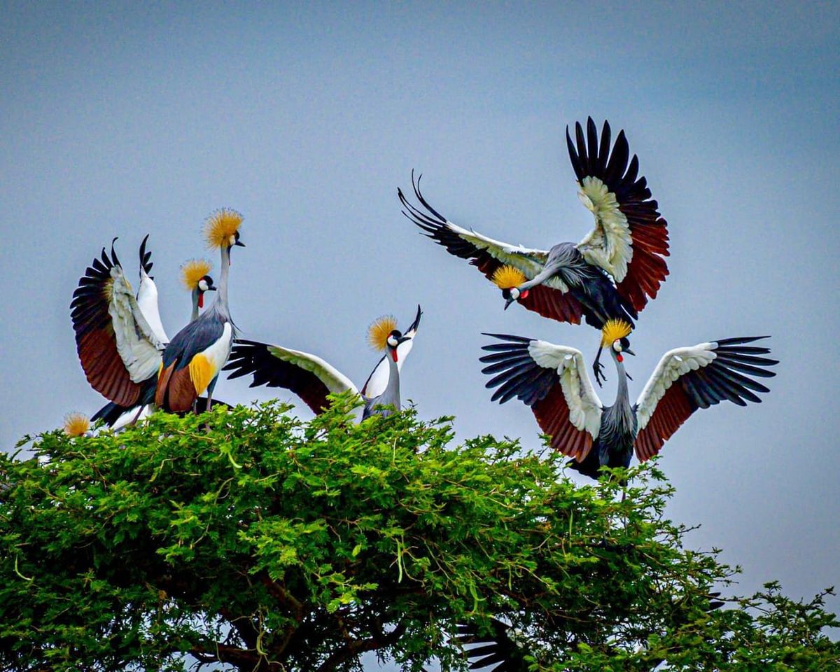 Grey crowned cranes dancing in the remote east on the 7-day safari