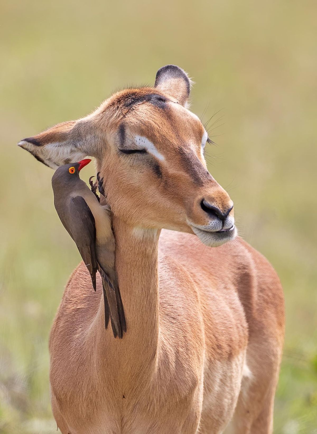 Oxpecker riding an impala in the east