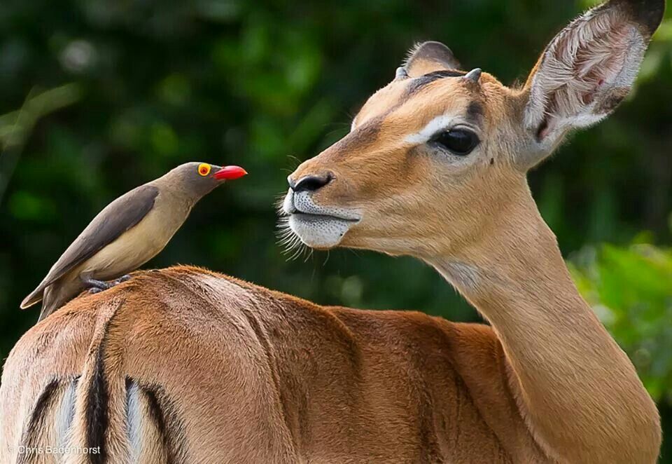 Oxpecker facing an impala eye to eye