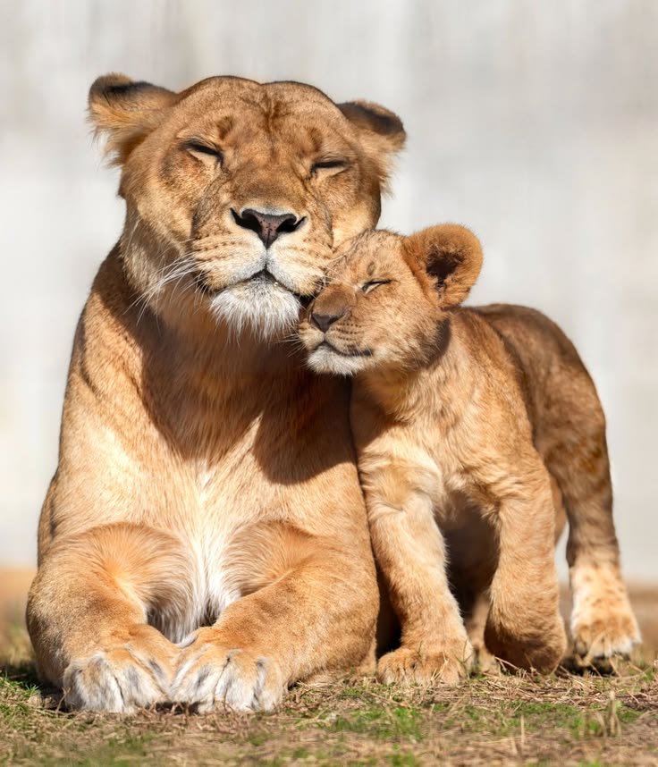 3-Day Eastern Plains Safari: Remote Grass Express