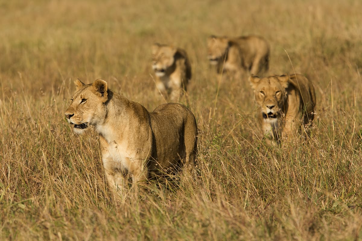 3 Days Tanzania Sharing Safari — Arusha to Serengeti via Ngorongoro