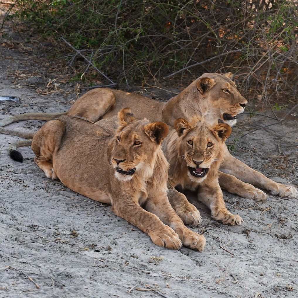 3-Day Serengeti Road Safari from Moshi — Moshi to Serengeti via Arusha