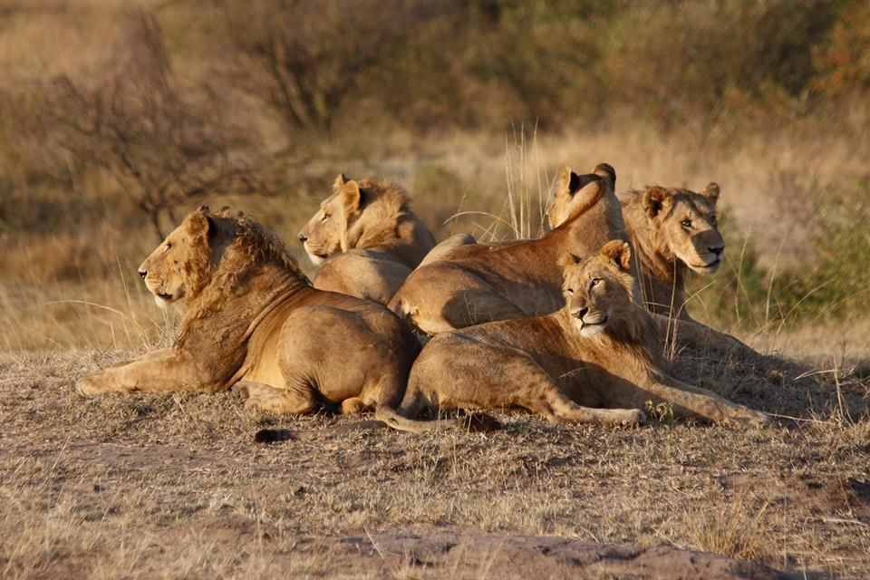 Full-board fly-in camp under acacias in the central Serengeti