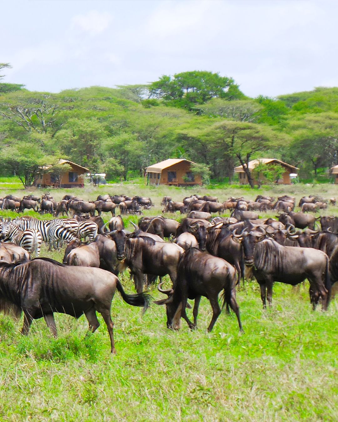 6 Days Private Luxury Safari in the Heart of Serengeti