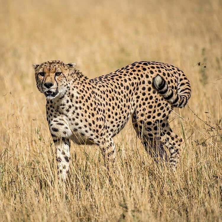 5 Days Tanzania Small Group Sharing Safari