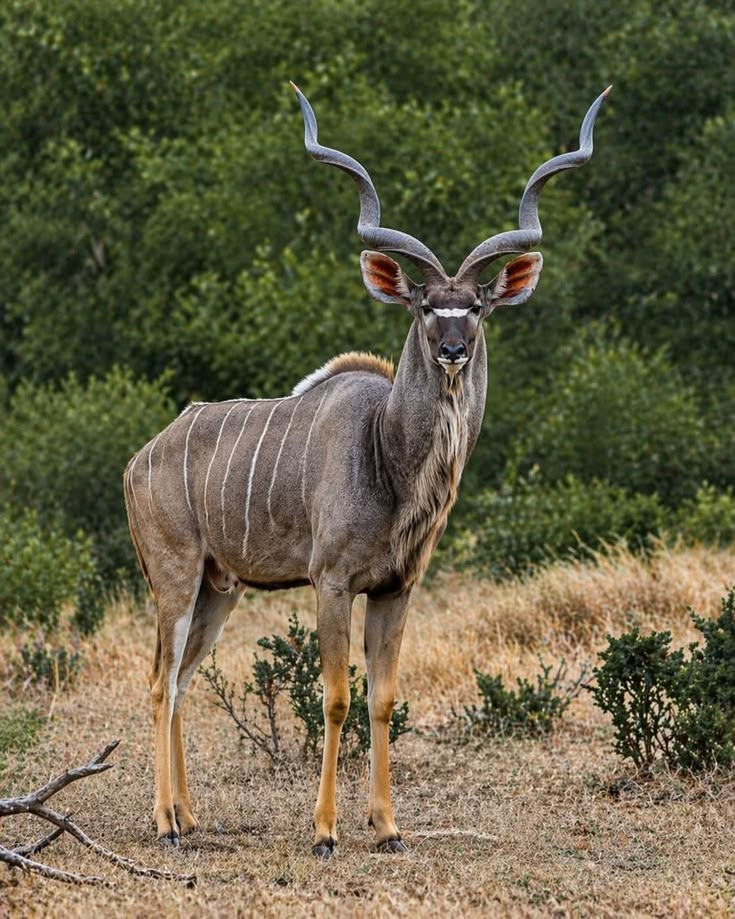 4 Days Tanzania Sharing Safari