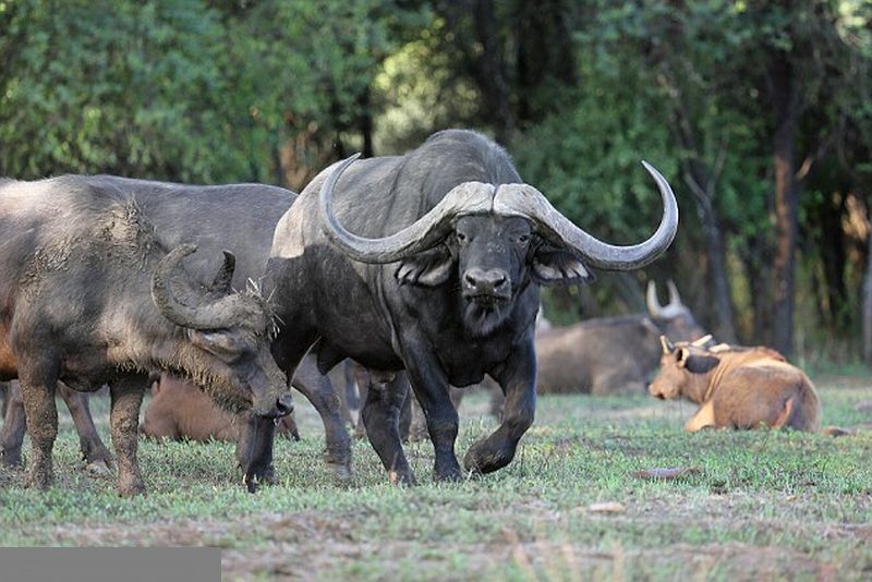 5 Days Tanzania Honeymoon Safari Package
