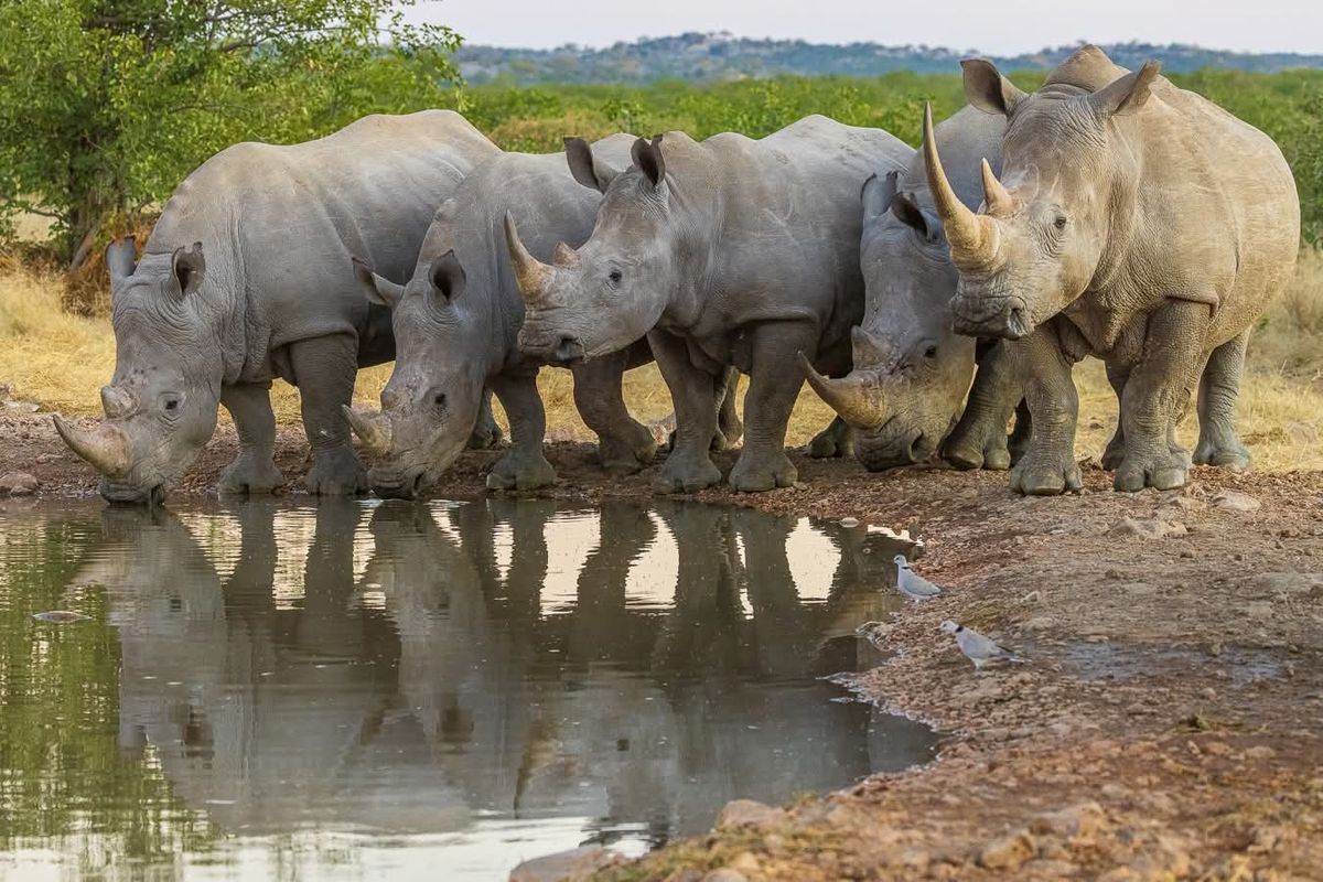 Moru Kopjes Serengeti Tanzania