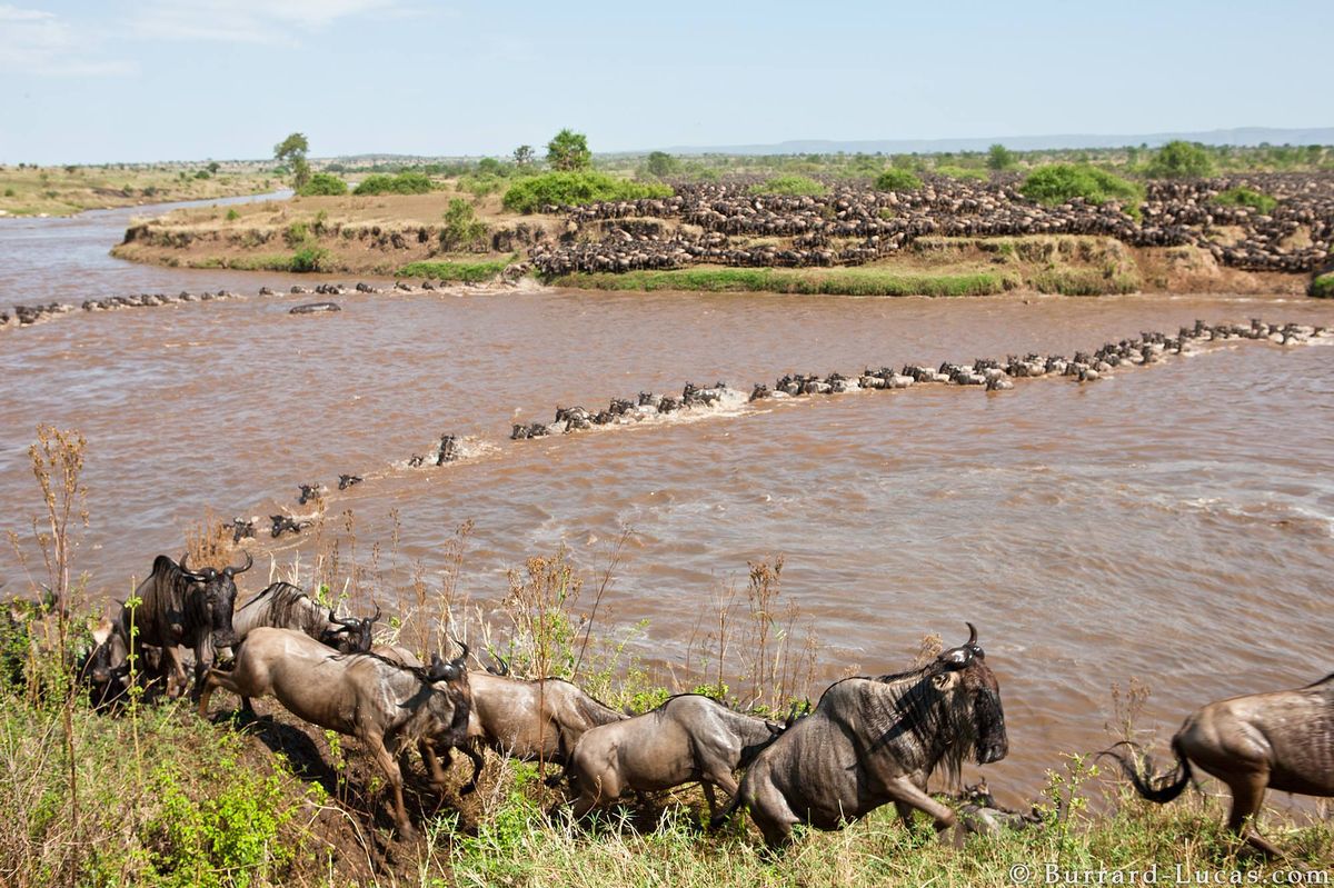 9 Days Private Luxury North Serengeti Migration Safari