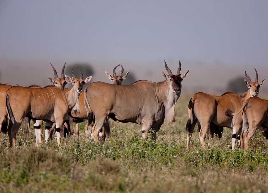 3-Day Serengeti Budget Camping Safari