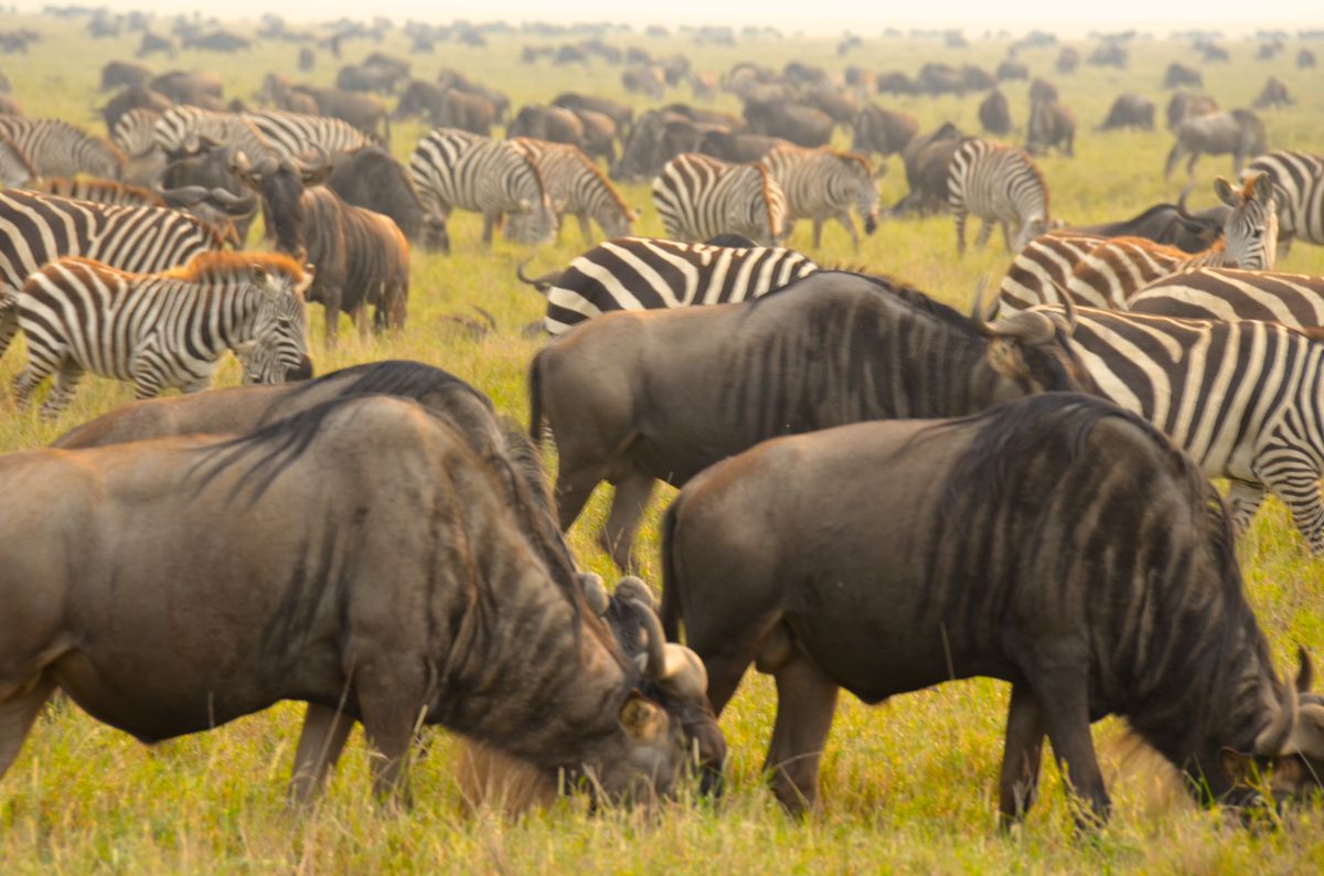 4 Days Serengeti Safari from Mwanza