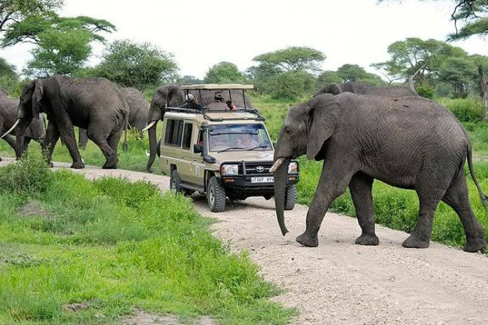 1 Day Tanzania Safari