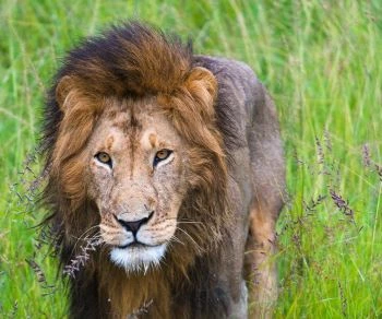 12 Days East Africa trip Uganda, Kenya and Tanzania.