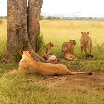 2 Days Small group Tanzania Sharing Safari