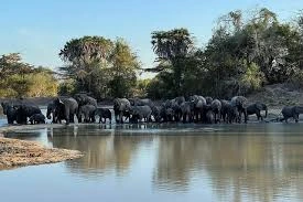 3 Days Saadani National Park safari