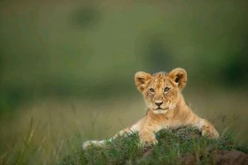 3 days Tanzania Safari-Tarangire, Ngorongoro and Lake Eyasi