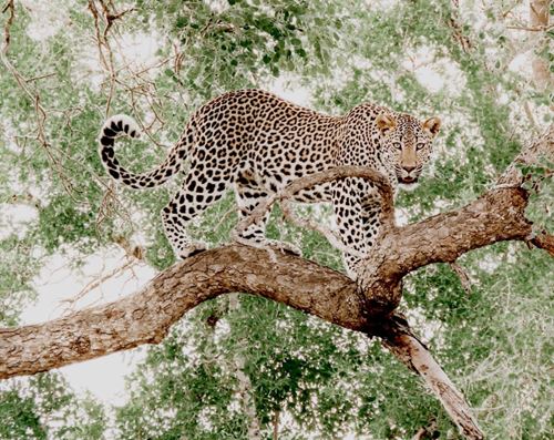 3-day safari from Zanzibar | 3 day safari from Zanzibar | safari from Zanzibar | 2024 | 2025 | Kizza Adventures