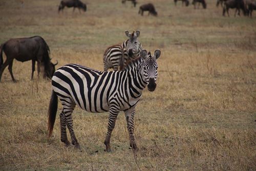 3 Days Tanzania Safari