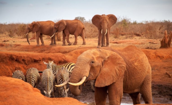 3 days safari Tarangire Ngorongoro and Lake Manyara | 3 day safari Tarangire-Ngorongoro and Lake Manyara | 3-days safari Tarangire Ngorongoro and Lake Manyara | 3 days safari Tarangire Ngorongoro & Lake Manyara | 3 days safari Tarangire-Ngorongoro & Lake Manyara | 3-day safari Tarangire Ngorongoro & Lake Manyara | 3 days safari Tarangire ngorongoro and manyara price | 2024 | 2025 | 2026 Kizza Adventure