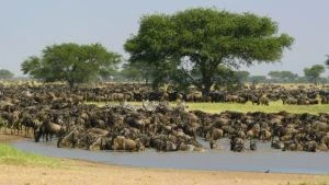 4 Days Great Migration Safari in Serengeti National Park