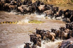 4 Days Great Migration Safari in Serengeti National Park