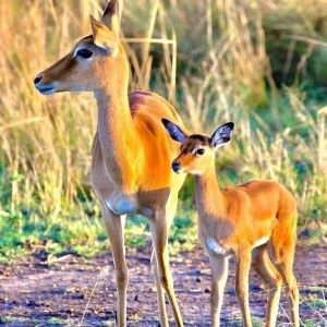 The best 4 Days Tanzania safari from Karatu| Kizza Adventure
