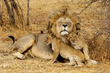 The best 5 days Kenya and Tanzania Sharing Safari| Kizza Adventure