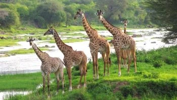The best 5 days Kenya and Tanzania Sharing Safari| Kizza Adventure