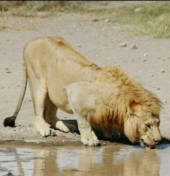 5 Days Tanzania safari tour packages| Kizza Adventure