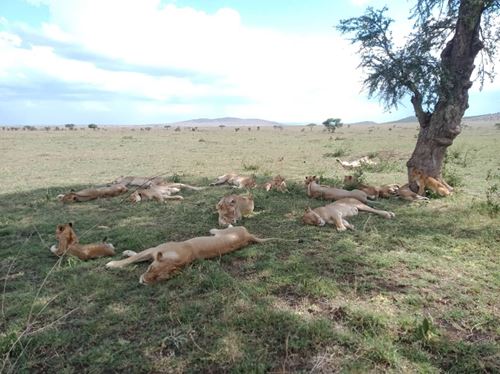 5 Days Tanzania Safari