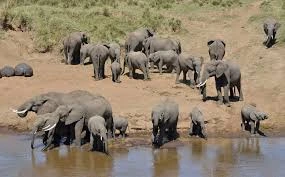 6 Days Big five and Chimp Kenya Safari| 2025 | 2026 | 2027 | Kizza Adventures