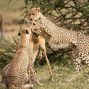 The best 6 Days Great Migration Safari in Serengeti