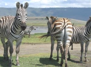 Tanzania safari package Serengeti, ngorongoro, tarangire and Manyara with less cost