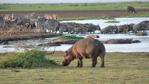 7 days Kenya and Tanzania Sharing Safari| 2025 | 2026 | 2027 | Kizza Adventures