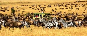 7 days Kenya and Tanzania Sharing Safari| 2025 | 2026 | 2027 | Kizza Adventures