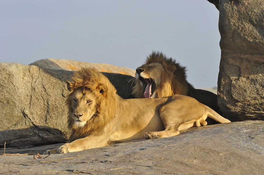 9 days Harmony tour, Serengeti, zanzibar and Mafia Island| Kizza Adventure