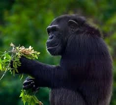 12 Days East Africa trip Uganda, Kenya and Tanzania.