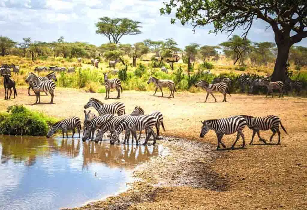7 days Kenya and Tanzania Sharing Safari| 2025 | 2026 | 2027 