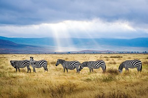 Two-Day Ngorongoro Crater safari: wildlife, Culture, and Adventure-Kizza Adventures