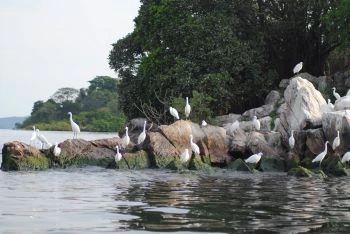 Rubondo Island Day Trip