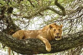 7-Day Mid Range Tour to Serengeti Wildebeest Migration| Kizza Adventure