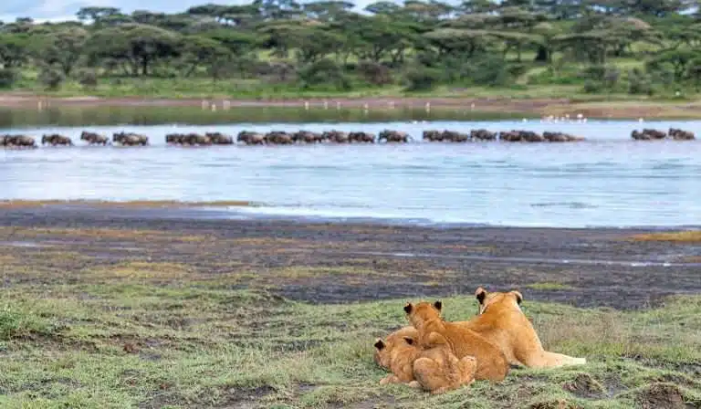 Tanzania safari December | Tanzania safari in December | Tanzania safari in December Packages | Tanzania safari December 2023 | African Safari December | Tanzania safari December 2024 | Tanzania safari December 2025 | Tanzania in December | 2023 | 2024 | 2025 | Kizza Adventures