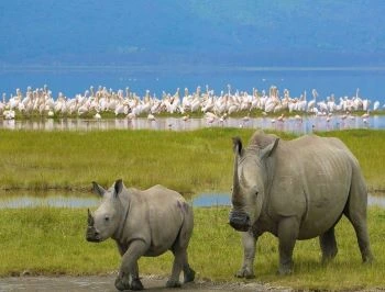 Day trip to lake nakuru from Nairobi 2025,2026, 2027 and 2028
