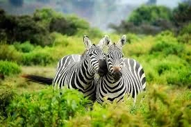 Day trip to Saadani National Park