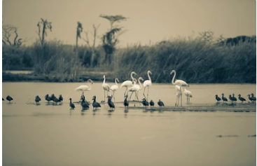 6-Day Burundi and Rwanda Safari | Discover Wildlife, Culture, and Scenic Beauty | Kizza Adventures