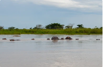 6-Day Burundi and Rwanda Safari | Discover Wildlife, Culture, and Scenic Beauty | Kizza Adventures