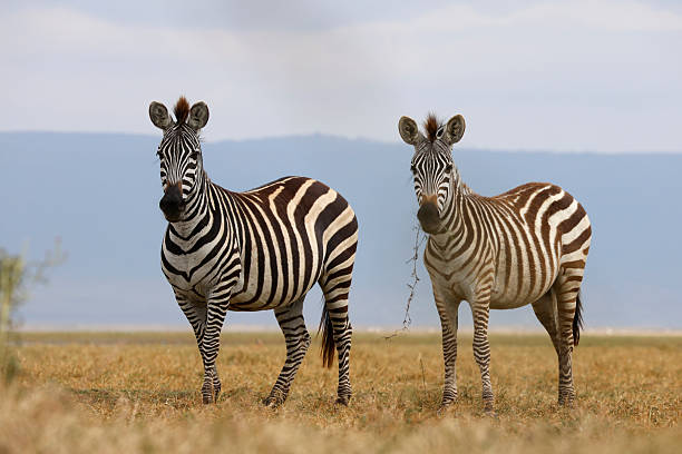 Safari Experiences