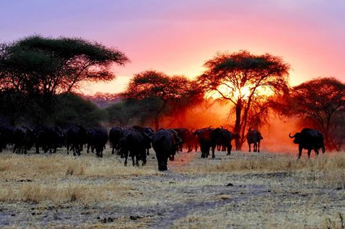 2 Days Tanzania Safari-Kizza Adventures