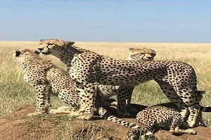 4 Day Tanzania safari | four day Tanzania safari | tanzania safari in 4 days | 4 days tanzania safari | 4-day Tanzania safari | 2023 | 2024 | 2025 | Kizza Adventures